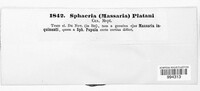 Valsa platani image
